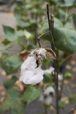  Gossypium: Explorando as Fibras Naturais de Algodão para Aplicações Diversas!